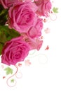 Pink roses bouguet,