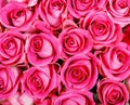 Pink roses Royalty Free Stock Photo