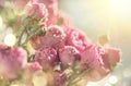 Pink Roses bouquet, blooming roses. Rose flowers bunch in sun light, nature. Holiday gift, Bunch of roses flower. Pastel colours Royalty Free Stock Photo