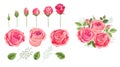 Pink roses bouquet and elements set for other bouquets constructions. Vintage retro style vector drawings for invitations, greetin