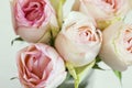 Pink roses bouquet, soft delicate roses closeup, spring roses bouquet in a vase