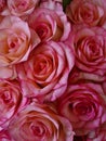 pink roses in a bouquet to express your feelings