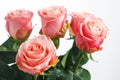 Pink roses bouquet Royalty Free Stock Photo