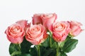 Pink roses bouquet, white background Royalty Free Stock Photo