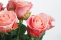 Pink roses bouquet, white background Royalty Free Stock Photo