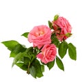 Pink roses bouquet on a white background Royalty Free Stock Photo