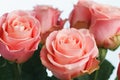 Pink roses bouquet, white background Royalty Free Stock Photo