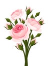 Pink roses branch. Royalty Free Stock Photo