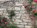 Pink roses on a brick wall