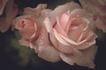 Pink roses with bud on a dark background, romantic flowers