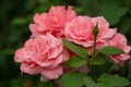 Pink roses with buds on a background of a green bush in the garden. Royalty Free Stock Photo