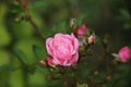 Pink roses with buds in the garden Royalty Free Stock Photo