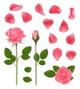 Pink roses. Buds and petals of beautiful romantic wedding plants roses with leaves vector realistic pictures set Royalty Free Stock Photo