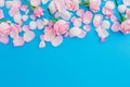Pink roses buds and petals on blue background. Flat lay, Top view. Woman day Royalty Free Stock Photo