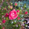 pink roses buds young shoots flora botany bloom petals flowers