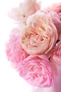 Pink roses bunch Royalty Free Stock Photo