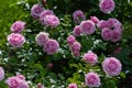 Pink roses bush blooming in summer garden