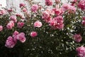 Pink roses Royalty Free Stock Photo