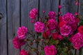 Pink roses bush on old wooden fence background. Beautiful dark and moody spring summer backdrop, nature greeting card Royalty Free Stock Photo