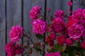 Pink roses bush on old wooden fence background. Beautiful dark and moody spring summer backdrop, nature greeting card Royalty Free Stock Photo