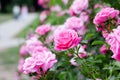 Pink roses bush and walking path on background