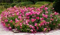 Pink roses bushes Royalty Free Stock Photo