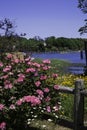 Pink roses on Cape Cod. Royalty Free Stock Photo