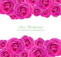 Pink roses card Vector. delicate summer card. Springtime fresh natural composition