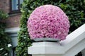 Pink roses centerpiece flower ball Royalty Free Stock Photo