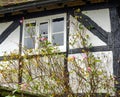 Pink roses climbing up a Tudor house in England Royalty Free Stock Photo