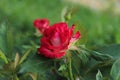 Pink roses close-up on a background of green leaves. Growing rose flowers. Pradnichnaya atmosphere. What to give Royalty Free Stock Photo