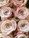 Pink roses