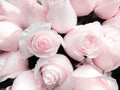 Pink roses close-up, a bouquet of flowers for Mother`s Day. Wedding events and other holidays. Flat lay..