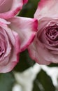 Pink Roses close up with dark pink fringed petals Royalty Free Stock Photo