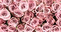 Pink roses, close-up image, as background