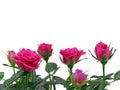 Pink roses close up isolated on white background with copy space Royalty Free Stock Photo