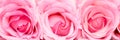 Pink roses close up macro banner valentine`s concept