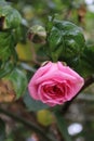 Pink rose. Close-up photo. Fragrant flowers. Thorny Blossom.