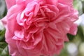 Pink roses - macro photo. Fragrant flowers. Thorny Roses.