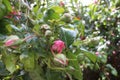 Pink rose petals. Rosebud bunch photography. Green background. Foliage. Royalty Free Stock Photo