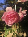 Pink roses colorful closeup