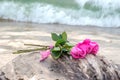 Pink roses on driftwood with waves Royalty Free Stock Photo