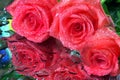 Pink roses in drops of water on a mirror surface. Royalty Free Stock Photo