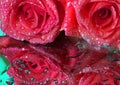 Pink roses in drops of water on a mirror surface. Royalty Free Stock Photo