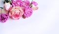 Pink roses in a festive bouquet on a white background. Delicate floral arrangement. Royalty Free Stock Photo