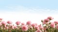 Pink Roses In Field: High-key Lighting With Fine Detail Royalty Free Stock Photo