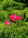 Pink roses on firry background