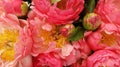 Pink roses floral background