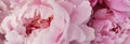 Pink roses floral background