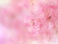 pink roses flower border with bokeh blur background